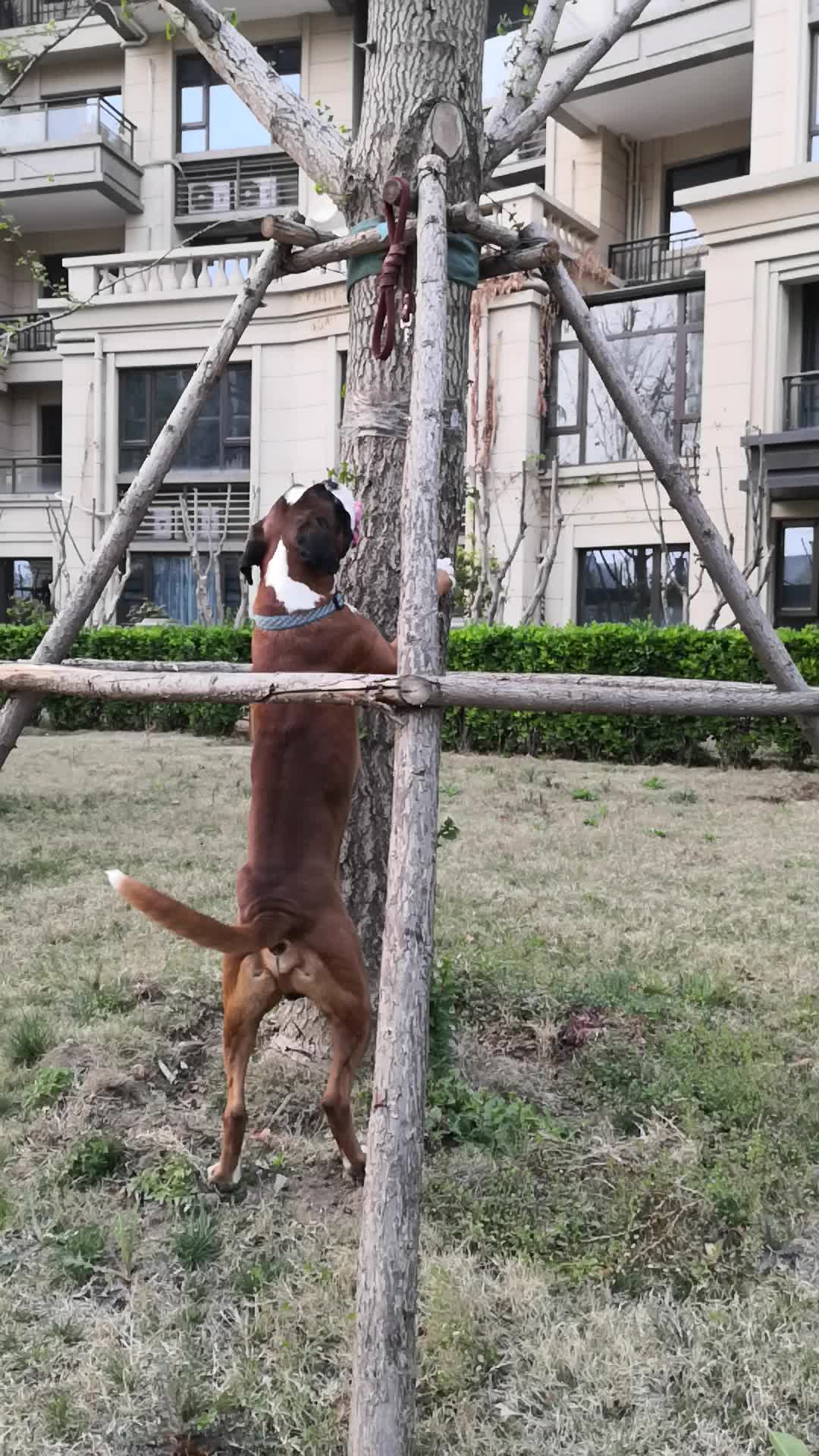 家养纯正拳师犬